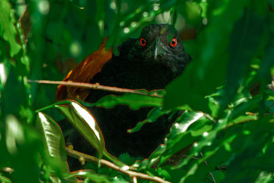 Greater coucal or crow pheasant are large, crow-like with a long tail