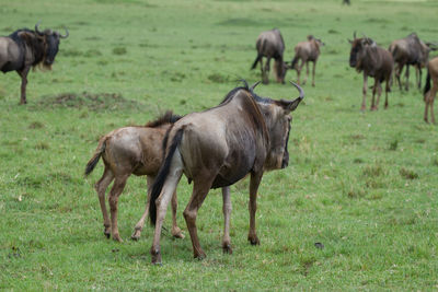 Herd od wildebeest in a field