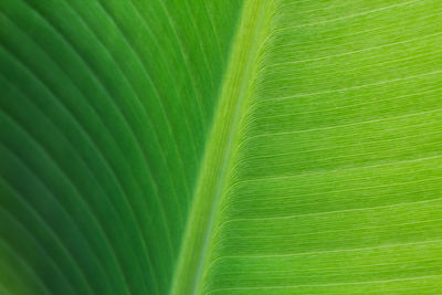 Full frame shot of banana tree leaf