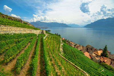 Scenic view of vineyard against sky