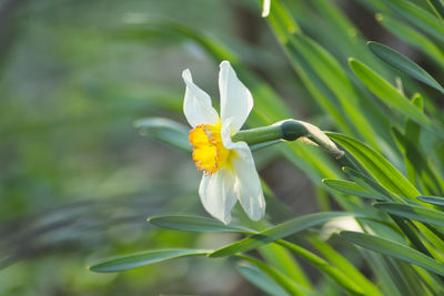 Close-up of white flowering plant