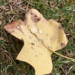 Close-up of mushroom growing on grassy field