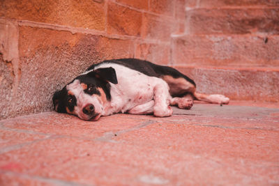 Portrait of a dog sleeping on wall