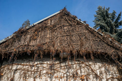 Low angle view of climbing plant and house against sky