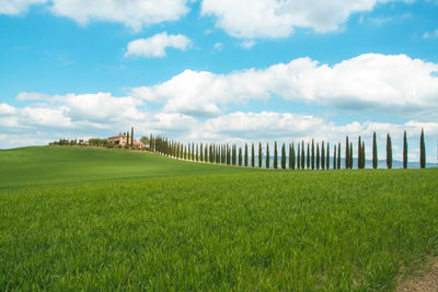 Scenic view of field against sky