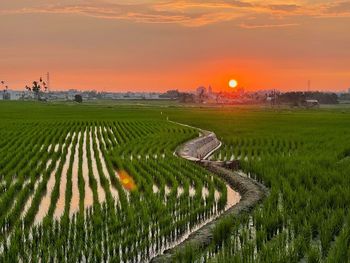 Scenic view of agricultural field against sky during sunset