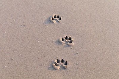 High angle view of paw prints on sand