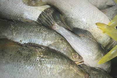 High angle view of fish for sale in market