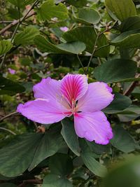 Close-up of pink cosmos blooming outdoors