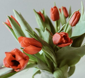 Close-up of tulip flowers in vase