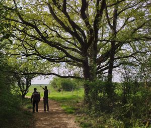 Rear view of people walking on road amidst trees