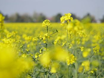 Yellow flowering plants on field