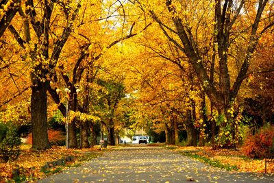 Road amidst trees in park during autumn