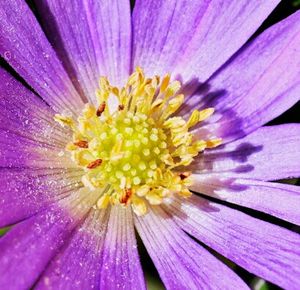 Macro shot of pink flower