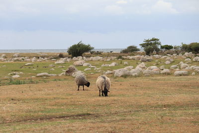 Horses in a field