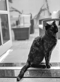Cat sitting on floor