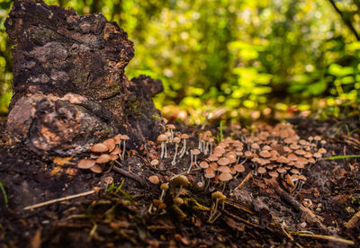 Moss growing on tree trunk in forest