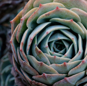 Close-up of succulent plant