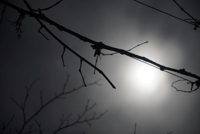 Low angle view of silhouette bird on branch against sky at sunset