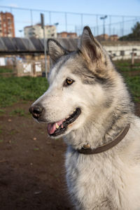 Close-up of dog looking away