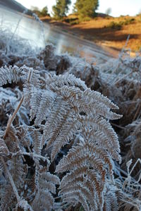 Close-up of frozen plants during winter