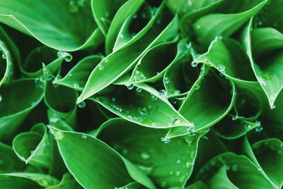 Full frame shot of wet leaves