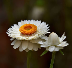 Close-up of white daisy flower