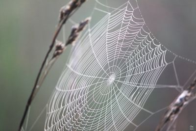 Close-up of spider web