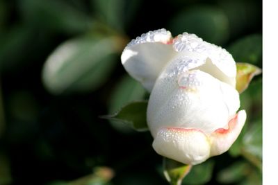 Close-up of white rose flower