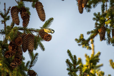 Low angle view of pine tree against sky