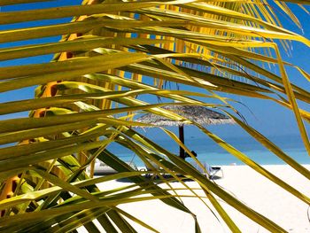 Low angle view of palm tree against blue sky