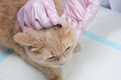 At the vet's. the ear of a red cat is examined by a veterinarian.