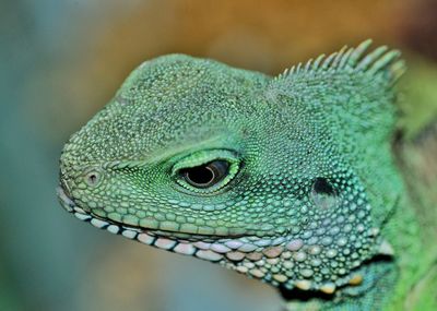 Close-up of a lizard