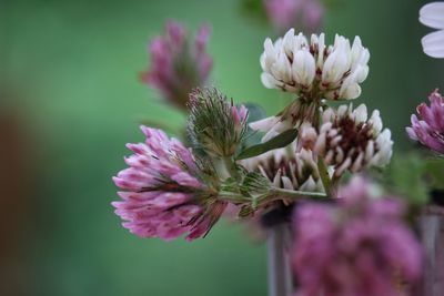 Red clover close up 