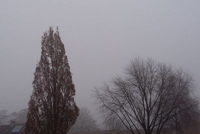 Low angle view of tree against sky