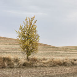 Tree on field against sky