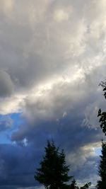 Low angle view of tree against sky