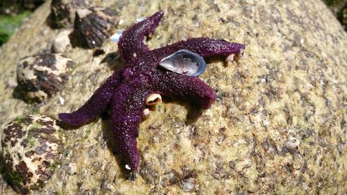 Close-up of lizard on purple outdoors