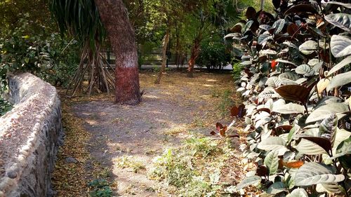 Plants and trees in park