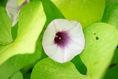 Close-up of wet purple flowering plant