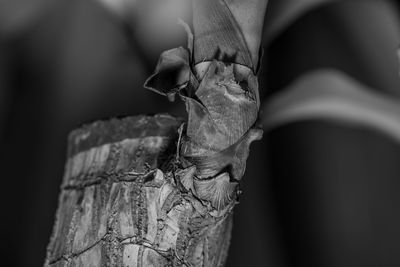 Close-up of lizard on tree trunk