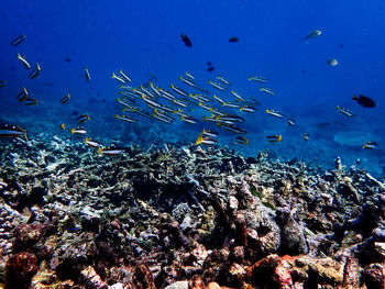 Sea fish with corals in sea, underwater landscape with sea life, underwater photography