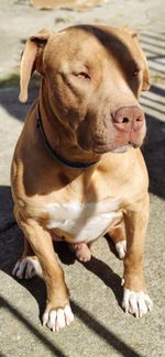 Close-up of dog relaxing on footpath