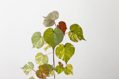 Close-up of leaves against white background