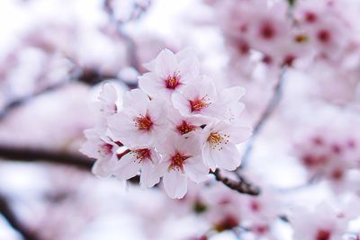 Close-up of cherry blossom