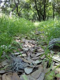 Trees in forest