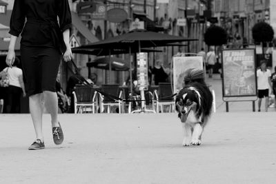 Dog walking on street in city