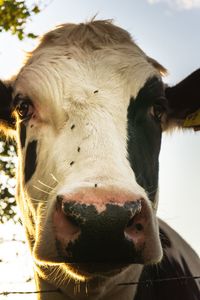 Portrait of cow