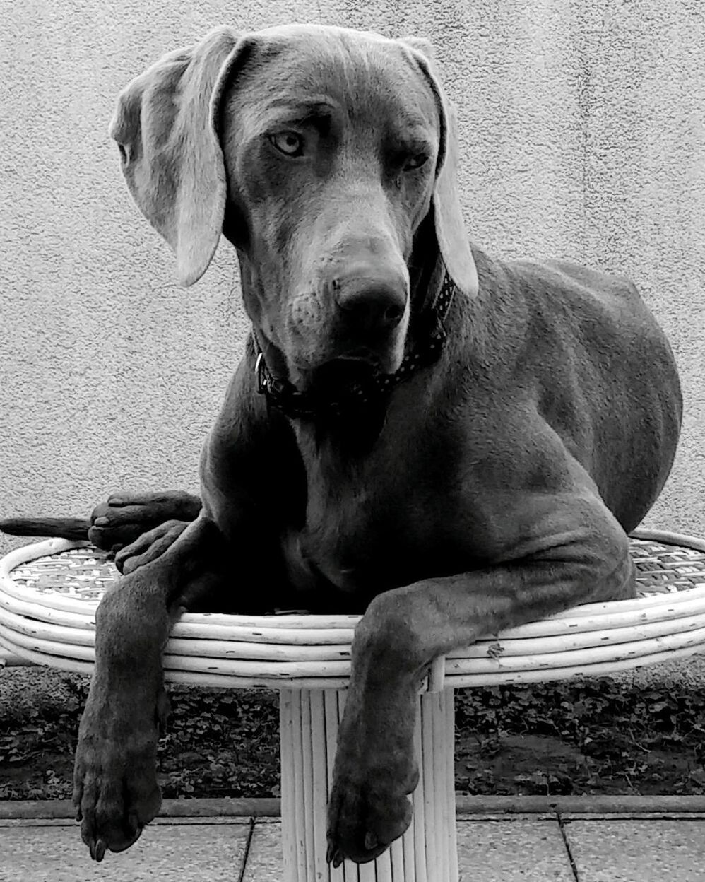 PORTRAIT OF DOG SITTING ON FLOOR