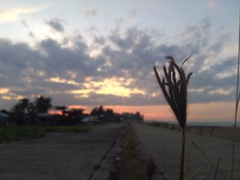 Close-up of plants on field against sky at sunset